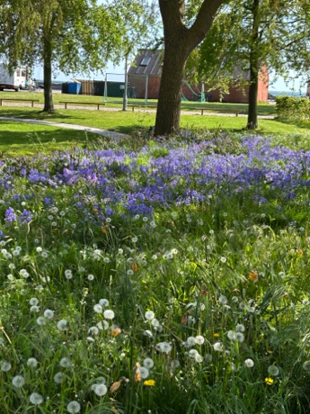flowers on Aero